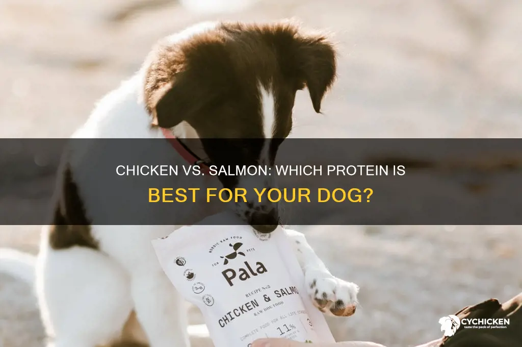 is chicken or salmon better for dogs