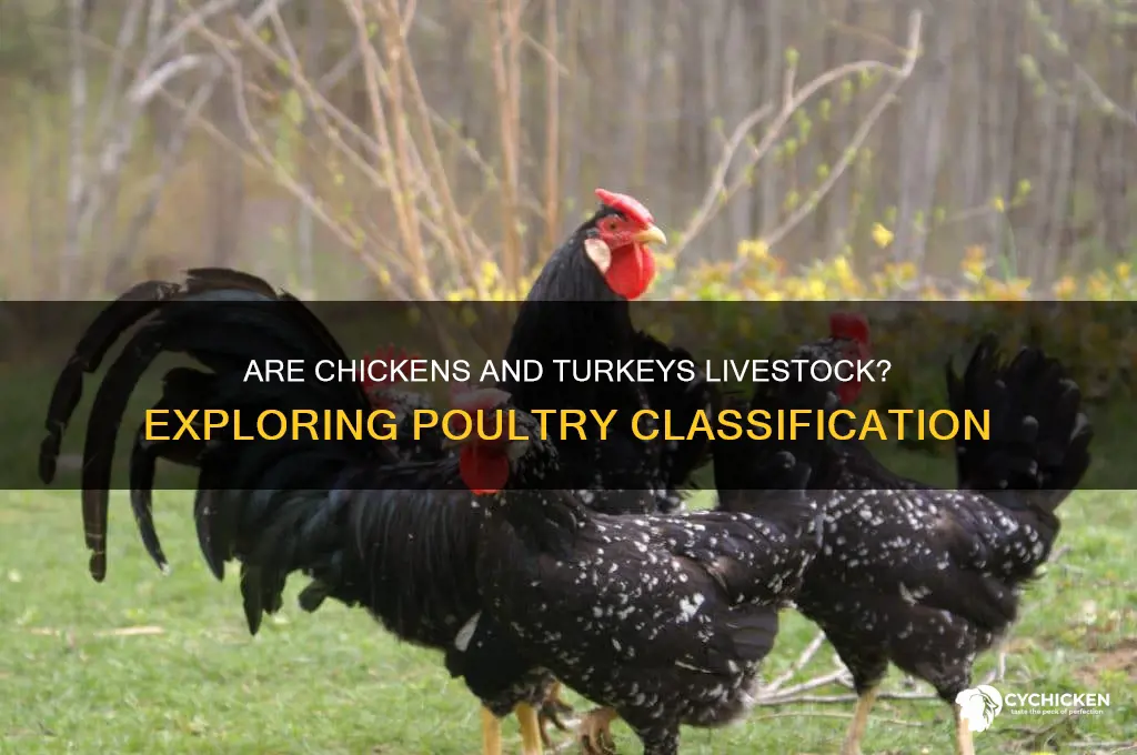 is chicken or turkey considered a livestock