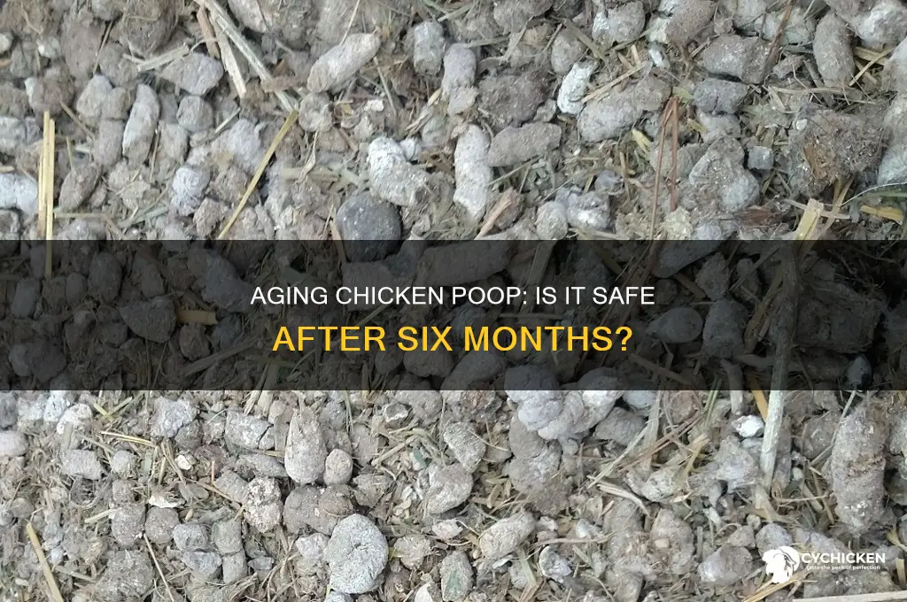 is chicken poop dangerous after 6 months