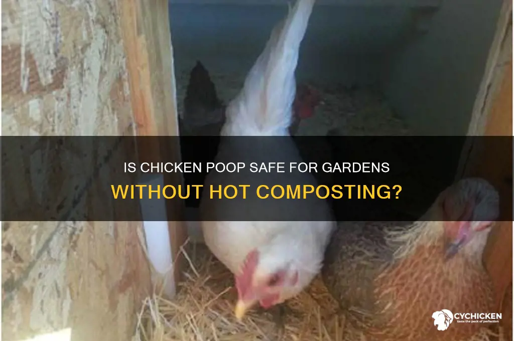 is chicken poop safe if not hot compost