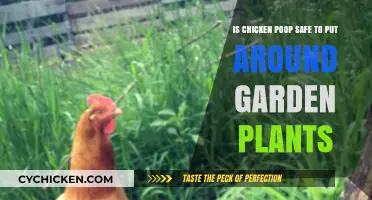 Chicken Poop: Safe Garden Superfood?
