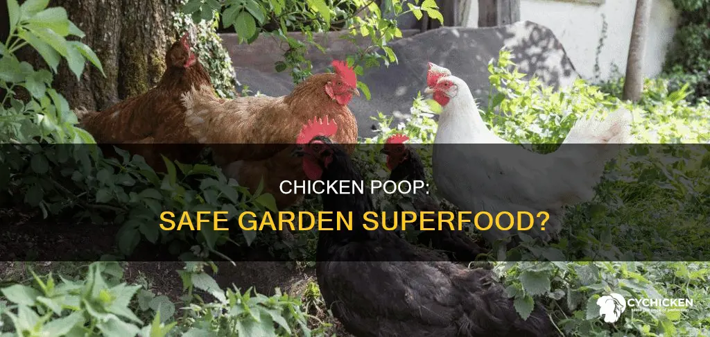 is chicken poop safe to put around garden plants