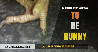 Is Runny Chicken Poop Normal? Understanding Your Flock's Health