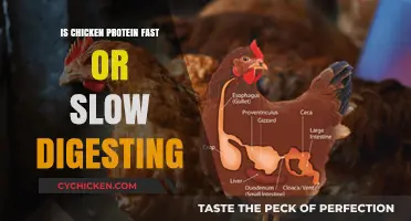 Chicken Protein: Fast or Slow Digestion? Unraveling the Truth