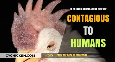 Can Chicken Respiratory Disease Spread to Humans? Facts Revealed