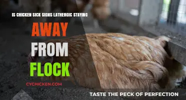 Signs Your Chicken Is Sick and Needs Attention