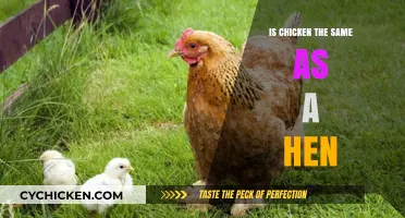 Chicken vs. Hen: Understanding the Difference Between These Birds