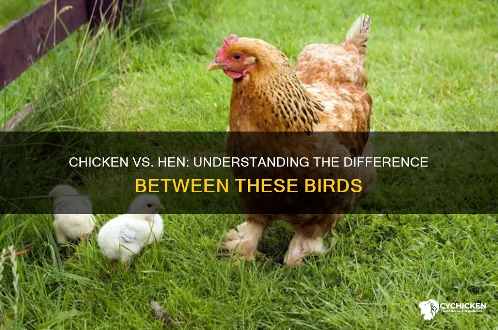 is chicken the same as a hen