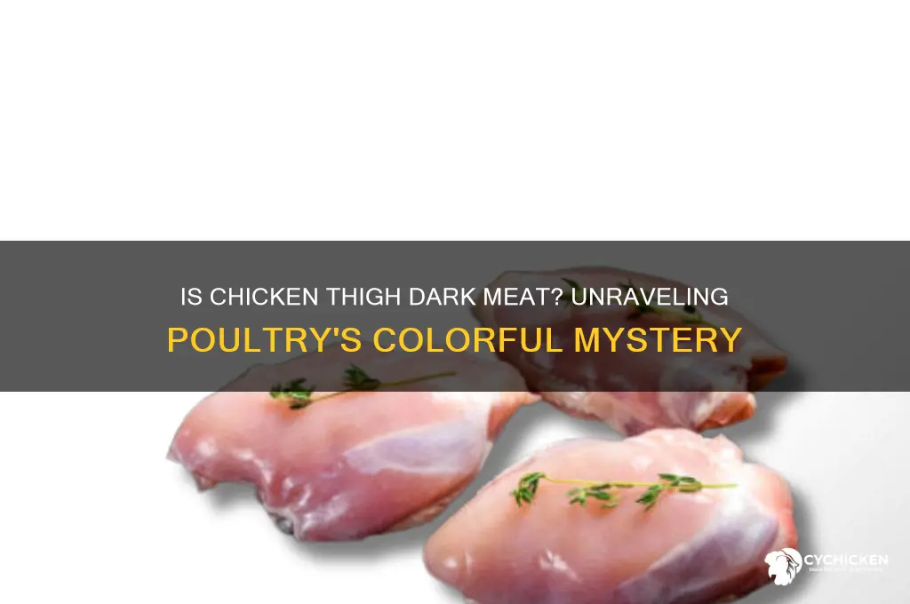 is chicken thigh dark meat