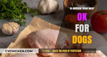 Can Dogs Eat Chicken Thigh Meat? A Vet-Approved Guide