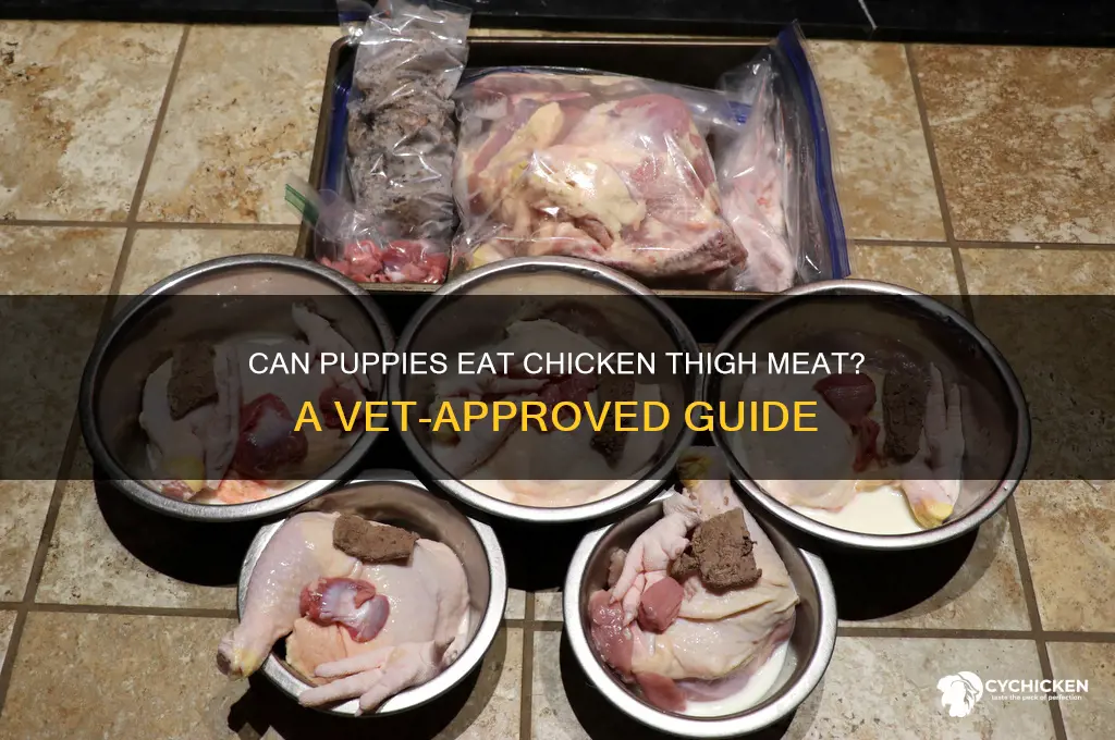 is chicken thigh meat okay for puppies