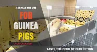 Is Chicken Wire Safe for Guinea Pigs? Expert Insights and Alternatives