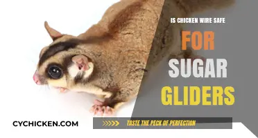 Is Chicken Wire Safe for Sugar Gliders? Expert Insights and Alternatives