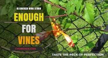 Is Chicken Wire Strong Enough for Vines? A Practical Guide