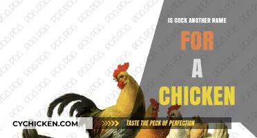 Cock vs. Chicken: Unraveling the Poultry Name Confusion
