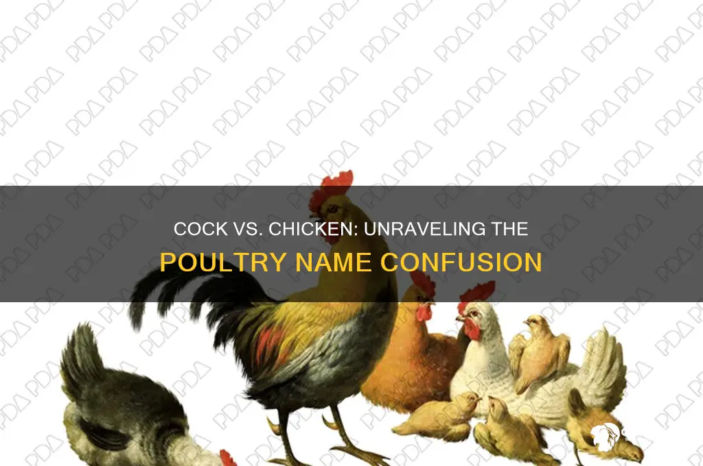 is cock another name for a chicken