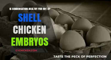 Exploring the Health Benefits of Condensation for Chicken Embryos