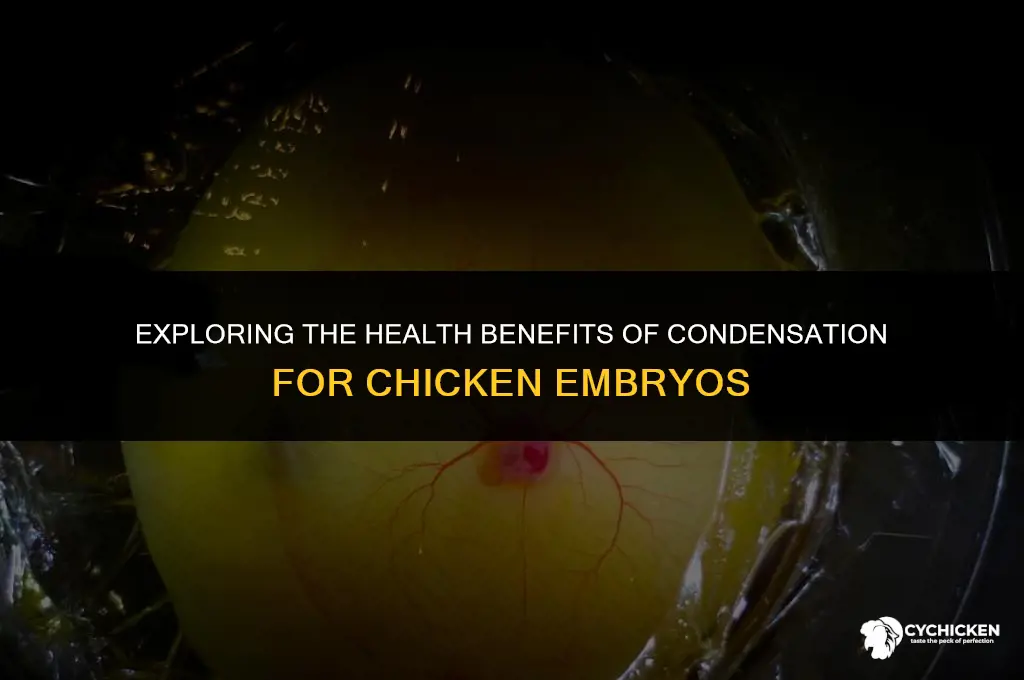 is condensation healthy for out of shell chicken embryos