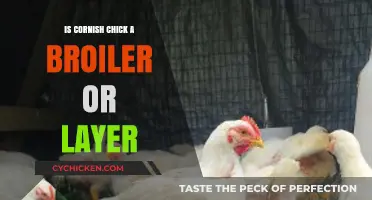 Understanding Cornish Chick: Broiler or Layer? A Poultry Guide