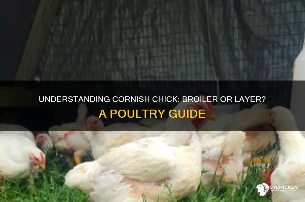 is cornish chick a broiler or layer