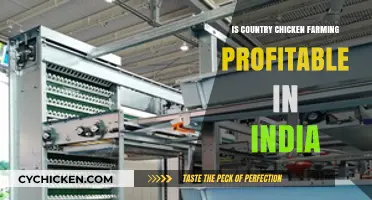 Is Country Chicken Farming Profitable in India? A Comprehensive Analysis