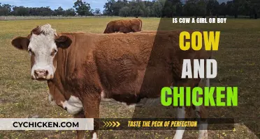 Gendered Names: Cow and Chicken Explained