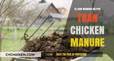 Cow vs. Chicken Manure: Which Fertilizer Boosts Your Garden Best?