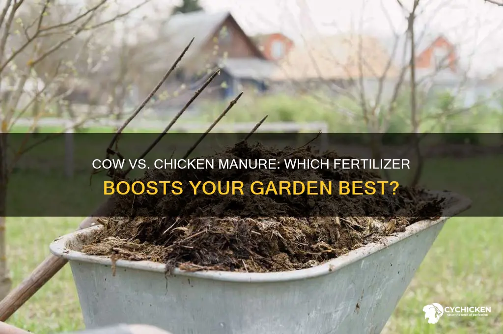 is cow manure better than chicken manure