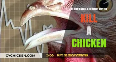The Humane Way: Drowning to Kill a Chicken?