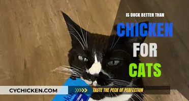 Duck vs. Chicken: Which Protein is Best for Your Cat?