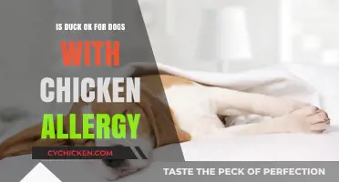 Can Dogs with Chicken Allergies Safely Eat Duck? Find Out!