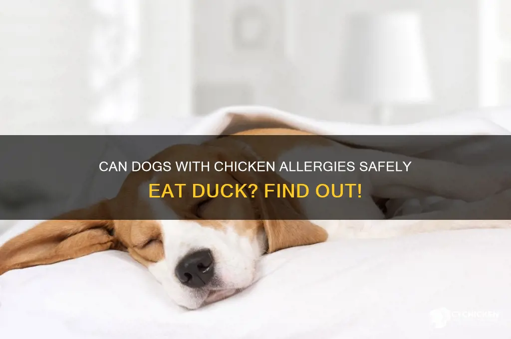 is duck ok for dogs with chicken allergy