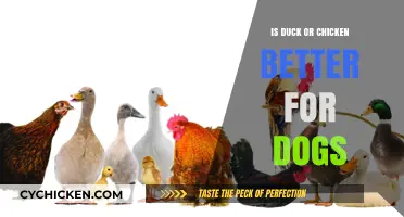 Duck vs. Chicken: Which Protein is Better for Your Dog?