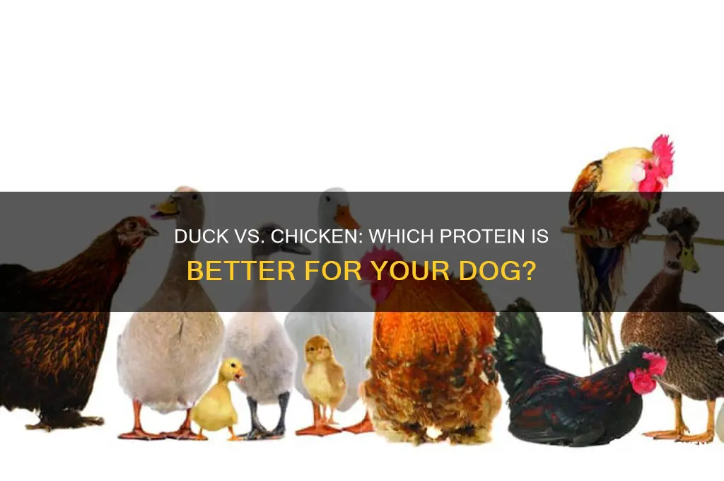 is duck or chicken better for dogs