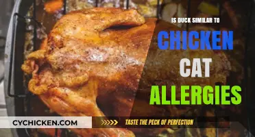 Duck vs. Chicken: Allergy Concerns for Cat Owners Explained