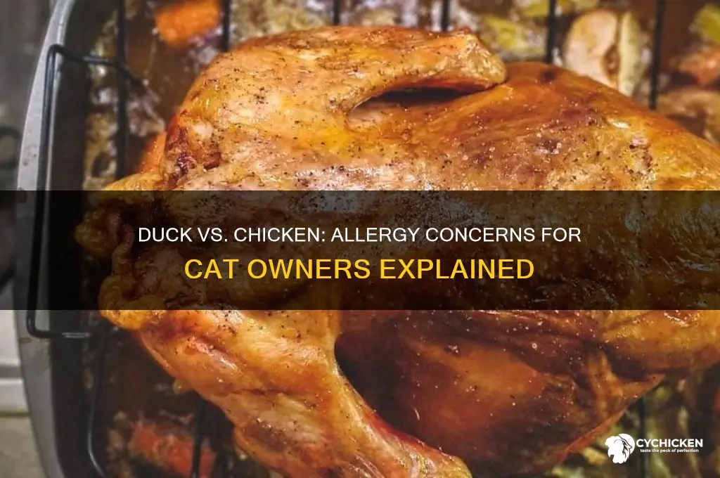 is duck similar to chicken cat allergies