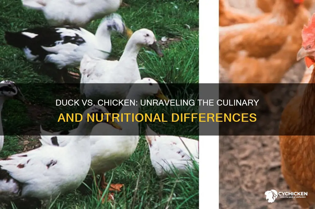 is duck the same thing as chicken