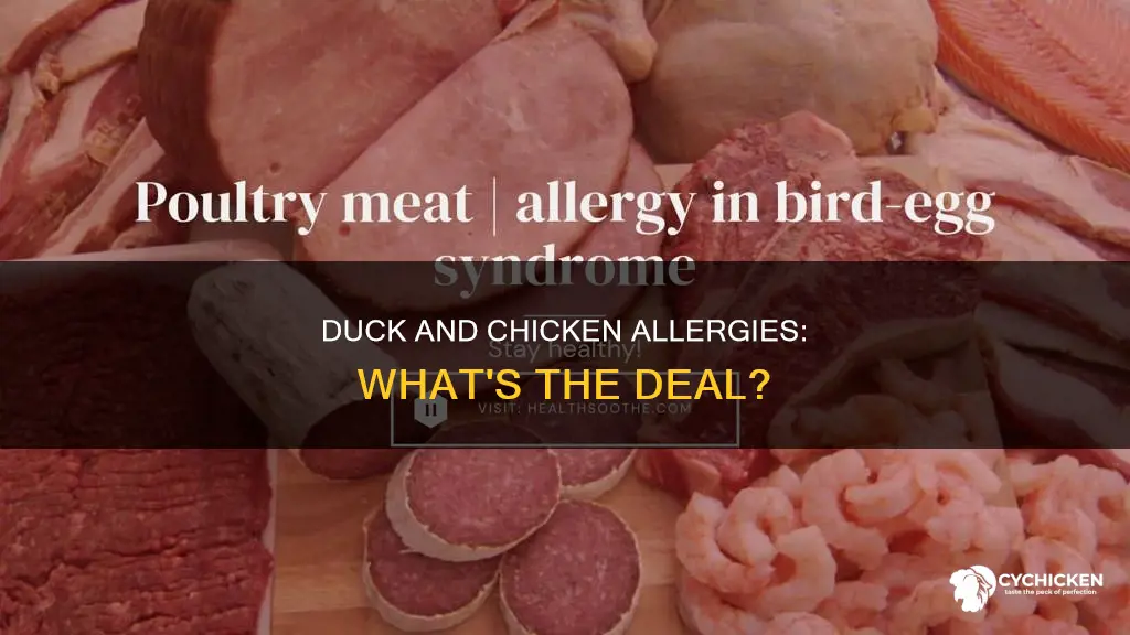 is duck too close to chicken for allergic reaction