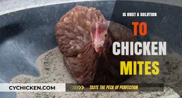 Dust as a Remedy: Can It Solve Chicken Mite Infestations?