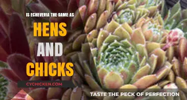 Echeveria vs. Hens and Chicks: Unraveling the Succulent Confusion