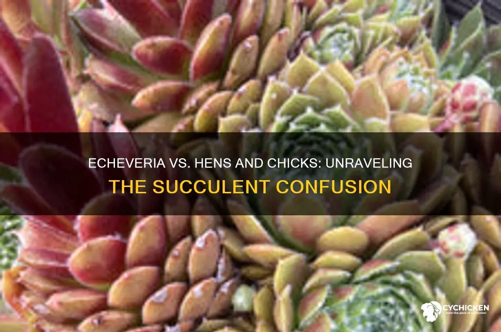 is echeveria the same as hens and chicks