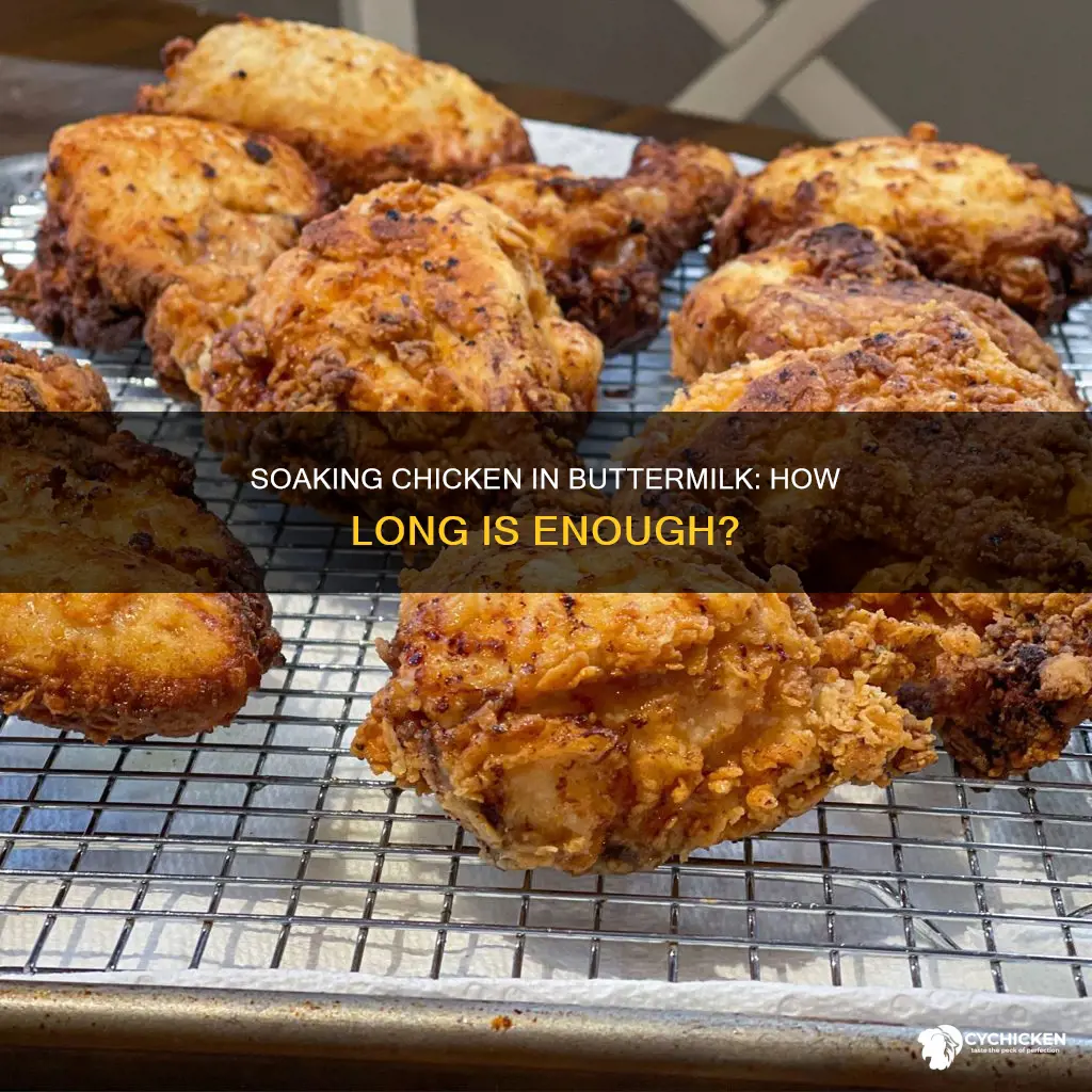 is eight hours enough to keep chicken in butter milk