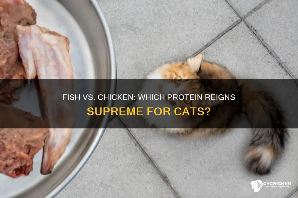 is fish better than chicken for cats