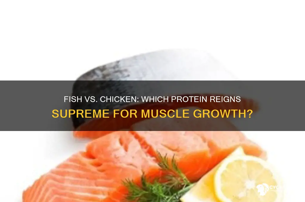 is fish or chicken better for muscle building