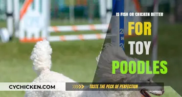Fish vs. Chicken: Which Protein Boosts Your Toy Poodle's Health?