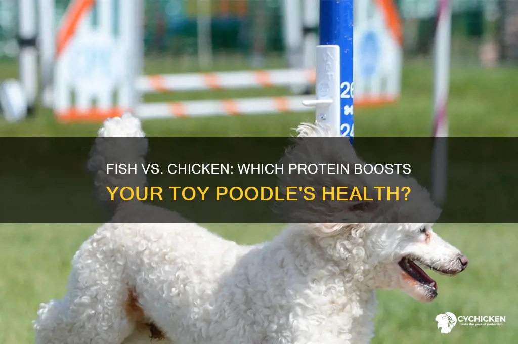 is fish or chicken better for toy poodles