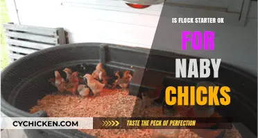 Is Flock Starter Safe for Baby Chicks? Expert Insights