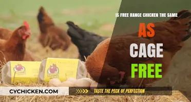 Free-Range and Cage-Free: What's the Real Difference?
