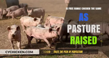 Pasture-Raised vs. Free-Range Chicken: What's the Real Difference?