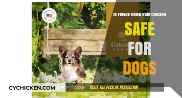 Is Freeze-Dried Raw Chicken Safe for Dogs? Expert Insights